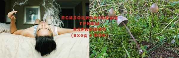 индика Медногорск